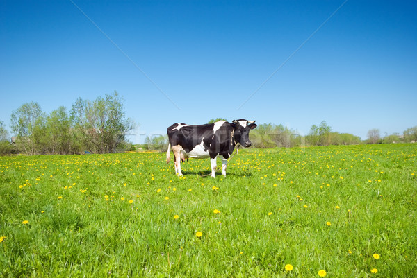Stock photo: cows in pasture
