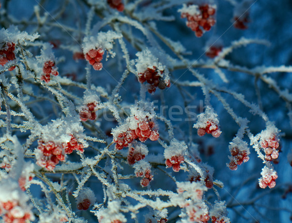 Stock photo: Red berries of viburnum with hoarfrost 