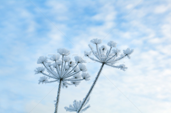 Winter scène natuur sneeuw schoonheid ijs Stockfoto © fanfo