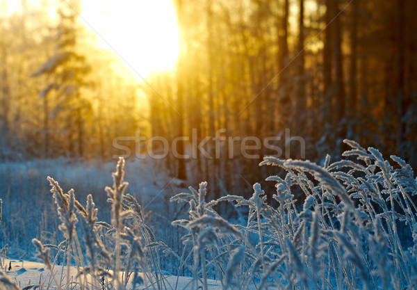 Winterlandschap bloem pine bos zonsondergang boom Stockfoto © fanfo