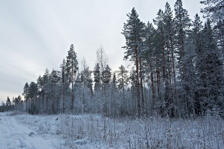 Winterlandschap pine bloem boom natuur sneeuw Stockfoto © fanfo