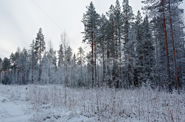 Winterlandschap pine bloem boom natuur sneeuw Stockfoto © fanfo