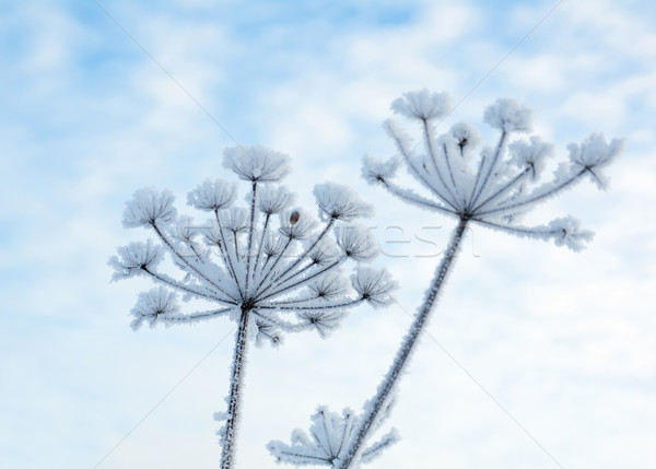 Winter scène natuur sneeuw schoonheid ijs Stockfoto © fanfo