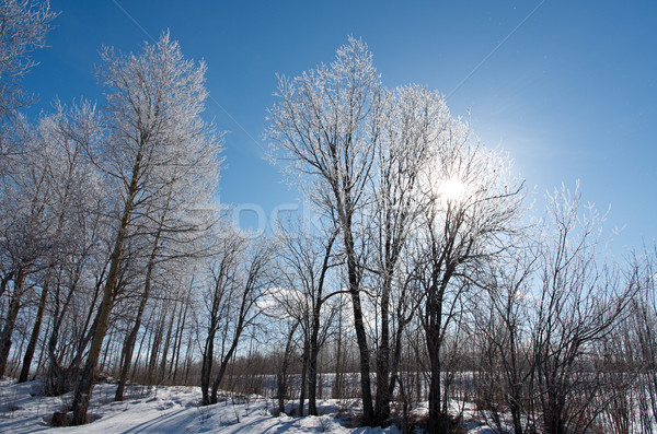 Inverno panorama congelato alberi luminoso Foto d'archivio © fanfo