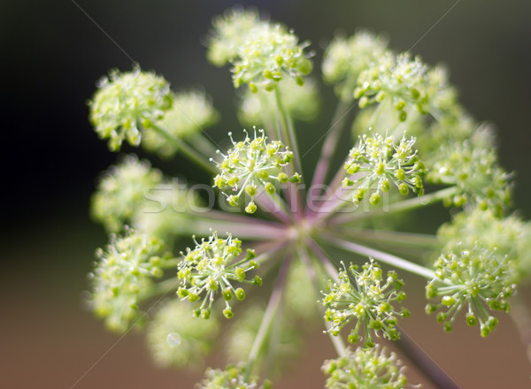 Angelica plan. .Shallow depth-of-field Stock photo © fanfo