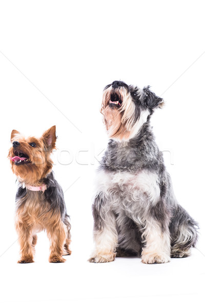 Doua alerta câini aşteptare mic Imagine de stoc © fantasticrabbit