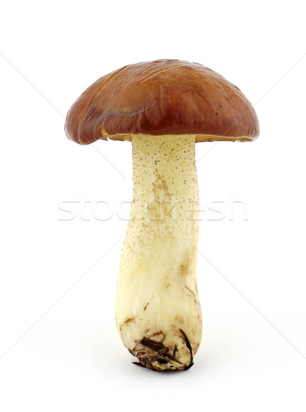 Morze Śródziemne grzyby lasu biały żywności warzyw Zdjęcia stock © farres