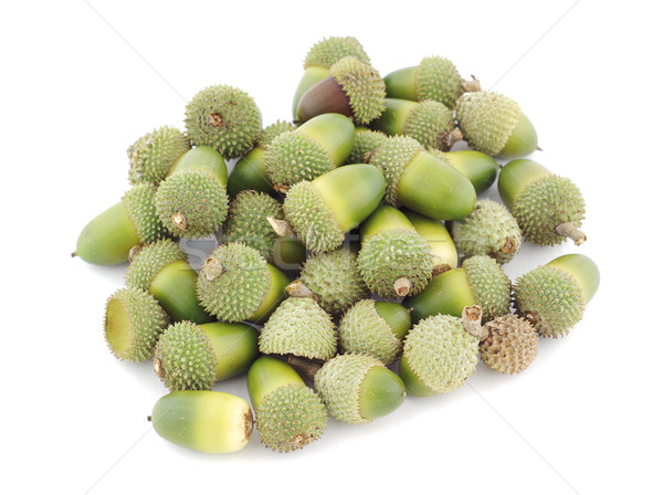 Sauvage arbre alimentaire fruits montagne [[stock_photo]] © farres