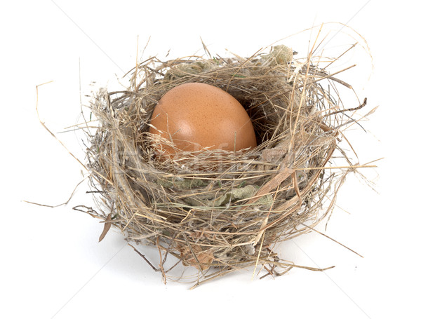Védett tojások fészek baba fű madár Stock fotó © farres