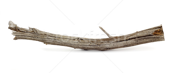 Oddziału drzewo wyschnięcia czasu drewna charakter Zdjęcia stock © farres