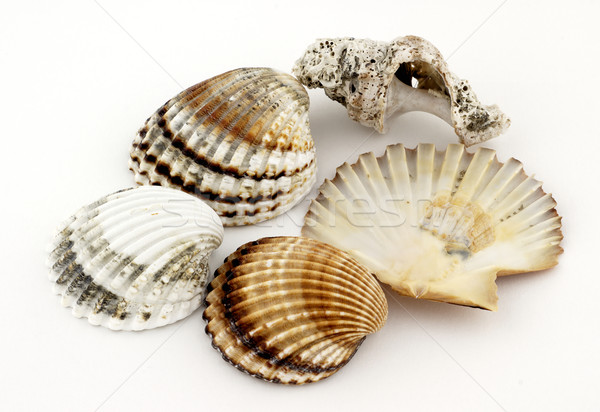 Sea shells Stock photo © farres