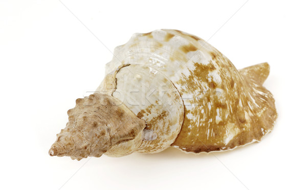 наконечник природы спиральных морепродуктов изолированный моллюск Сток-фото © farres