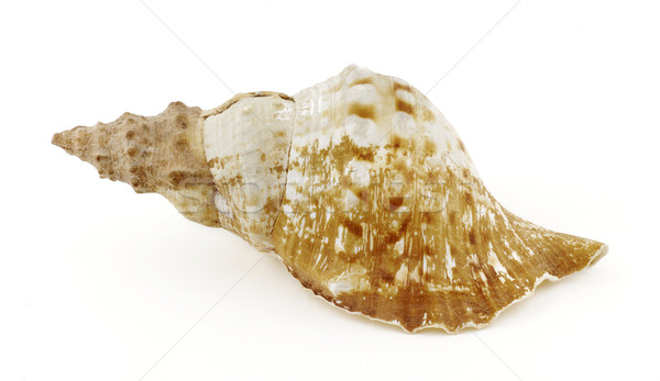 Morza charakter spirali owoce morza odizolowany skorupiak Zdjęcia stock © farres