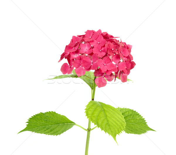 Stock fotó: Virág · természet · háttér · fehér · rózsaszín · kertészkedés