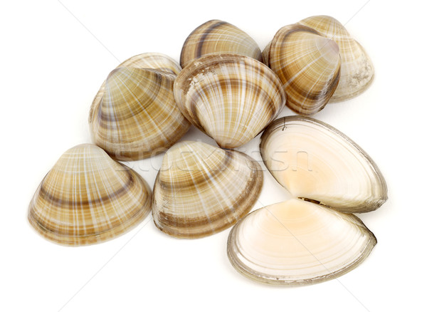 Conchas mar branco oceano macro Foto stock © farres