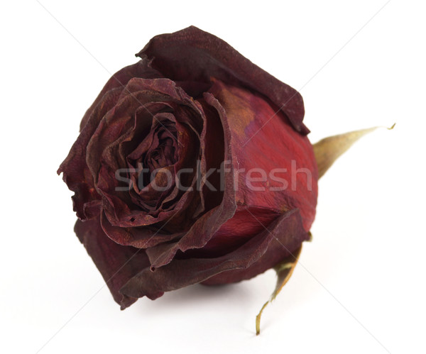 Usuce trandafir alb textură natură Imagine de stoc © farres