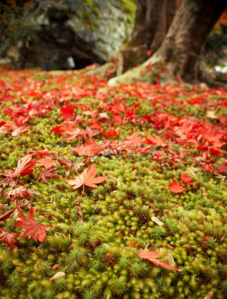 Automne feuille mousse 2012 kyoto Japon [[stock_photo]] © fatalsweets