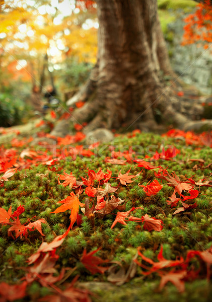 ősz levél moha 2012 Kiotó Japán Stock fotó © fatalsweets