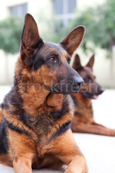Guard Dog Stock photo © fatalsweets