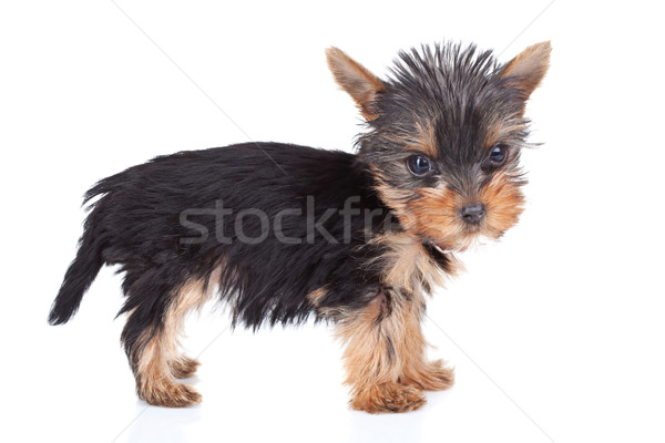 standing yorkie toy Stock photo © feedough