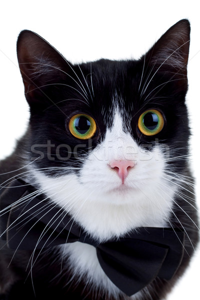 cat wearing a neck bow  Stock photo © feedough