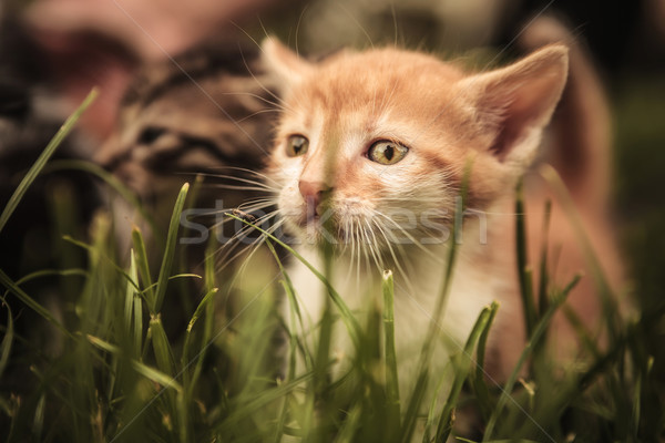 Trist copil pisică în picioare iarbă Imagine de stoc © feedough