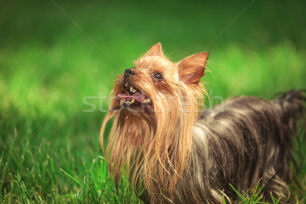 Stock photo: curious cute yorkshire terrier puppy dog is looking up