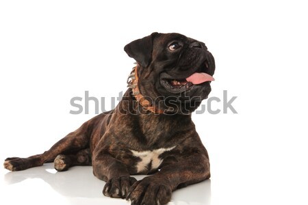 lying boxer with brown spiked collar looks to side Stock photo © feedough