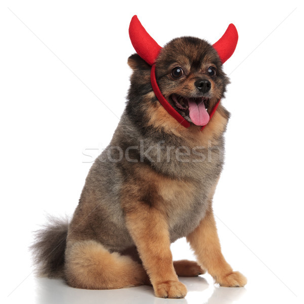 excited brown pomeranian dressed as devil for halloween is sitti Stock photo © feedough