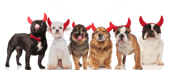 Stock foto: Sechs · cute · Hunde · tragen · Teufel · Hörner