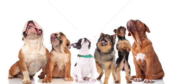 Cute grupo seis curioso perros diferente Foto stock © feedough