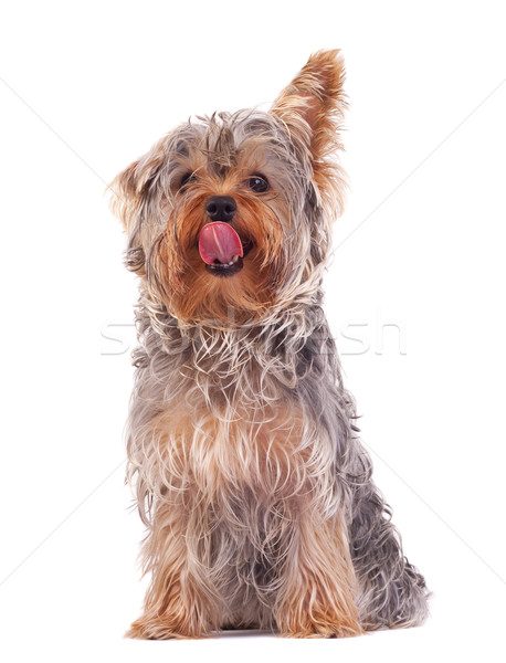 Yorkshire Terrier licking its nose Stock photo © feedough