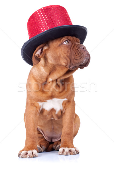 Bordeau visel piros előadás kalap kutyakölyök Stock fotó © feedough