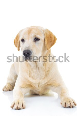 sad seated labrador retriever dog  Stock photo © feedough
