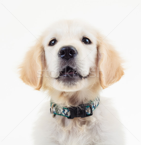 Közelkép kép golden retriever kutyakölyök felfelé néz kutya Stock fotó © feedough