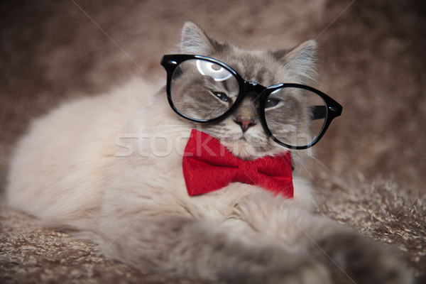 elegant adorable cat is wearing glasses and red bowtie  Stock photo © feedough