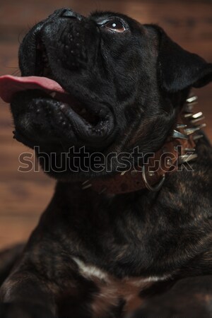 close up of panting boxer looking up to side Stock photo © feedough