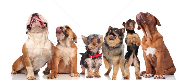 six cute dogs panting and looking up on white background Stock photo © feedough