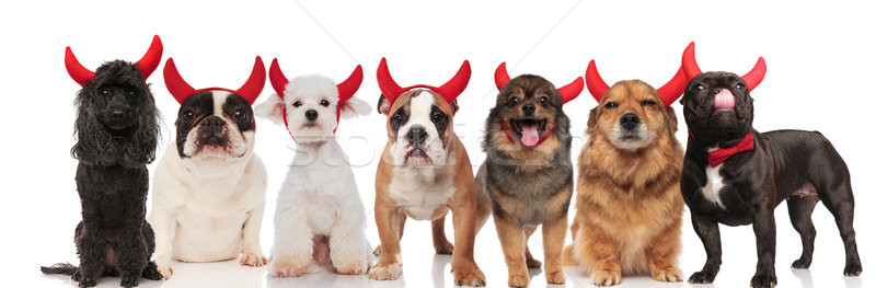many adorable devil dogs on white background Stock photo © feedough