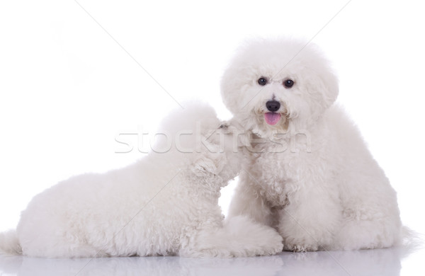 Stock photo: two happy bichon frise dogs