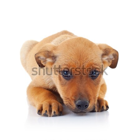 Stock photo: sad face of a brown stray puppy dog
