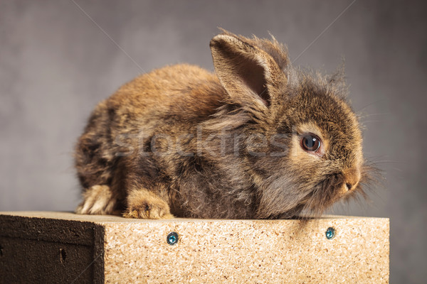 Foto stock: Vista · lateral · adorable · marrón · león · cabeza · conejo