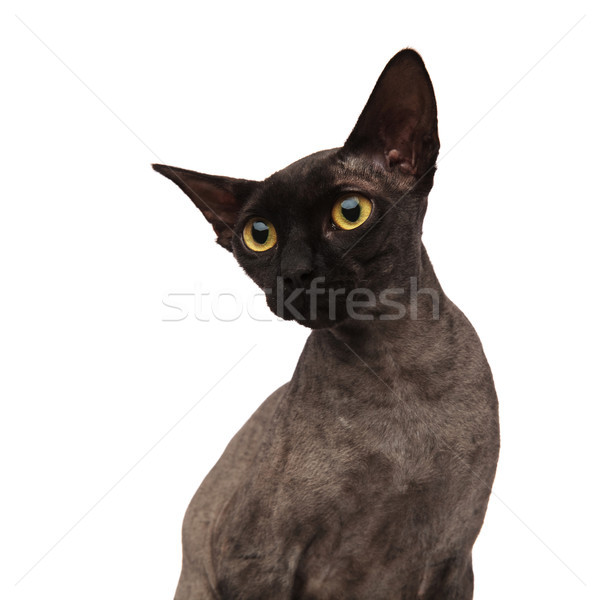 Cute piccolo grigio cat lato Foto d'archivio © feedough