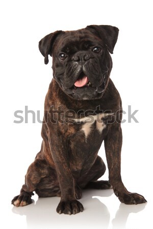 funny black boxer sitting with mouth open Stock photo © feedough