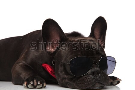 curious black french bulldog wearing sunglasses and red bowtie Stock photo © feedough