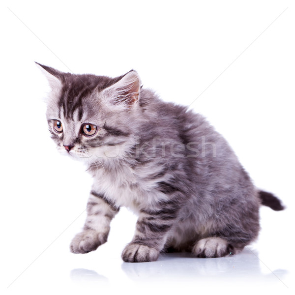 Bereit Fuß cute Baby Katze weiß Stock foto © feedough