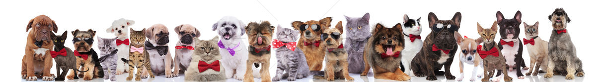 stylish dogs and cats of different breeds wearing bowties Stock photo © feedough