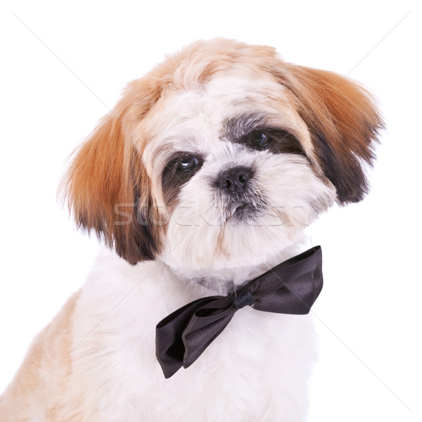 head of a little shih tzu gentleman  Stock photo © feedough