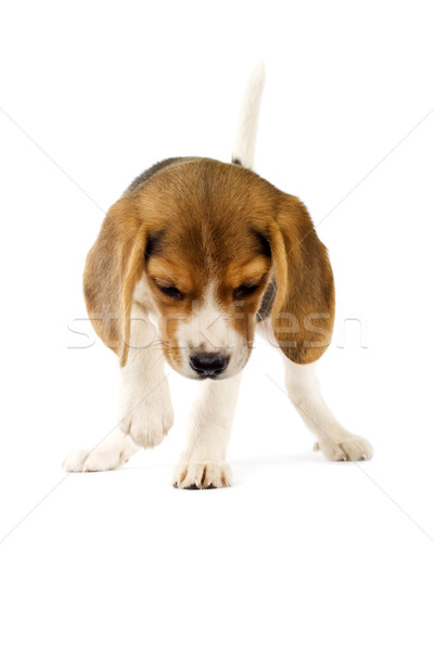 Foto stock: Adorable · jóvenes · Beagle · cachorro · curioso · blanco