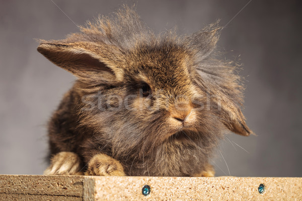 Foto stock: Adorable · marrón · león · cabeza · conejo · vacaciones